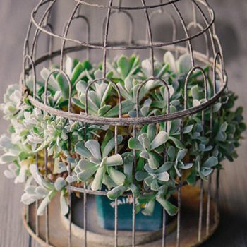Decor